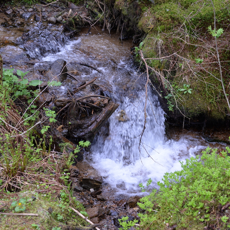 Ein kleiner Wasserfall in einem Gebirgsbach. Rundum wachsen Moos, Farne und Gräser.