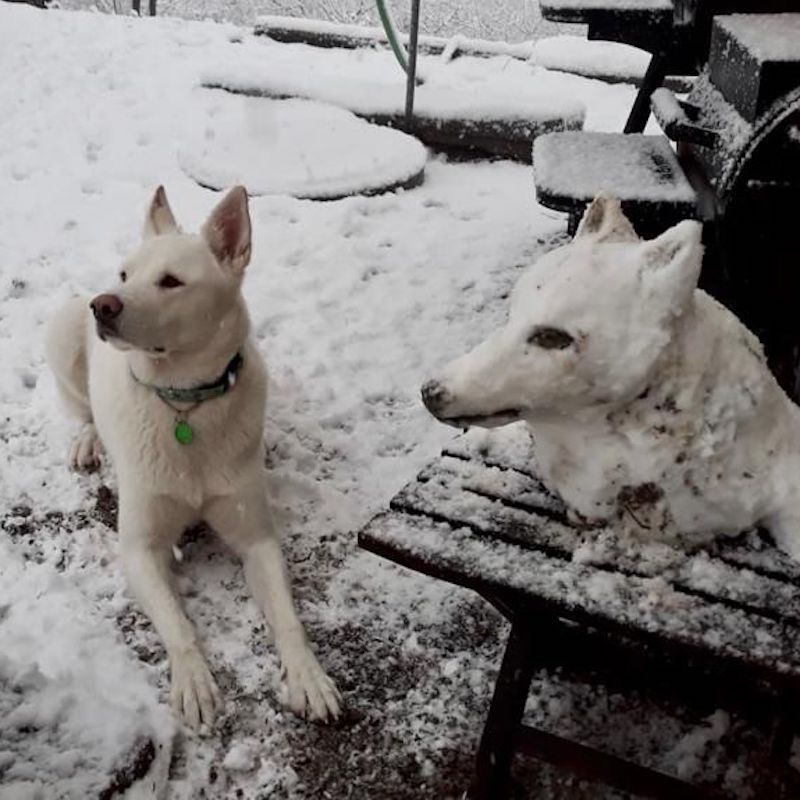 Ein weisser Hund liegt im Schnee. Neben ihm ein identischer Hundekopf aus Schnee.