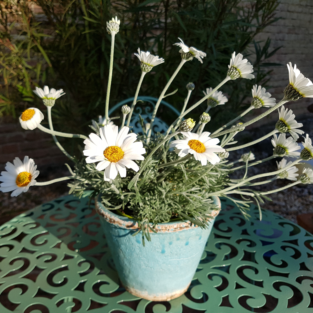 Ein Töpfchen Margeriten steht auf einem Tisch in der Sonne.