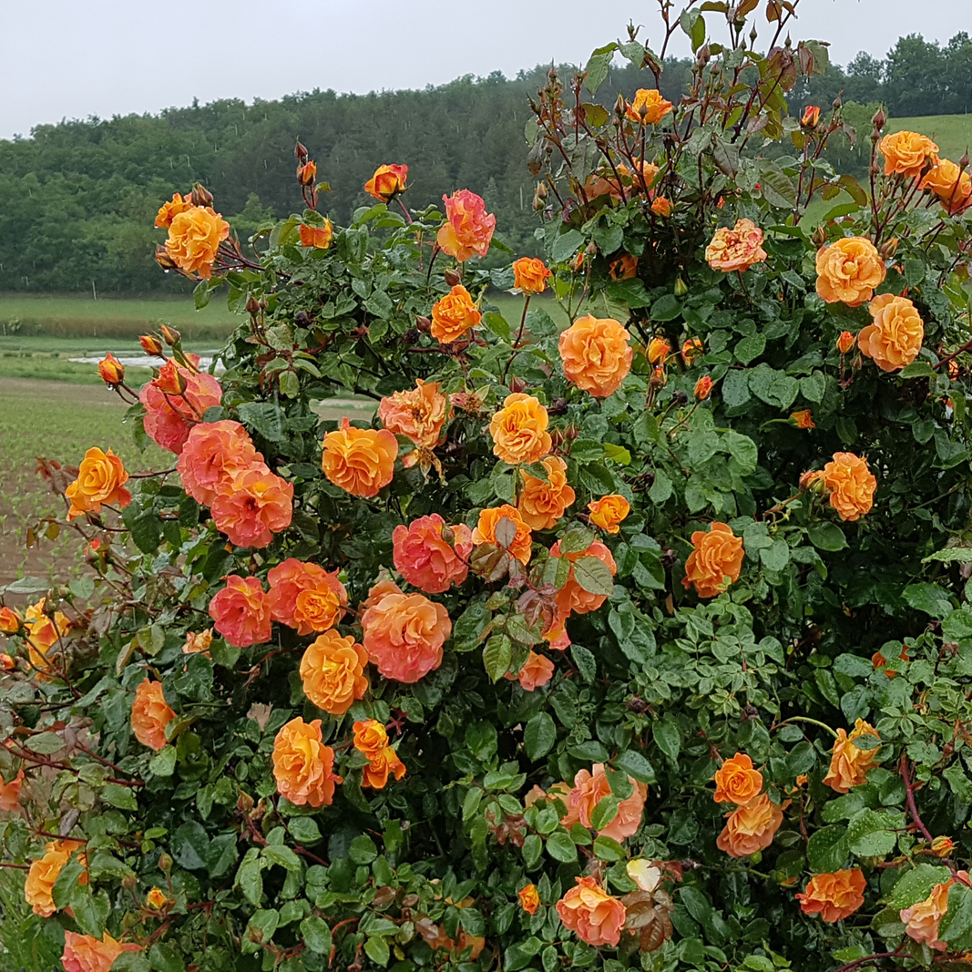 Buschrosen in verschiedenen orangetönen