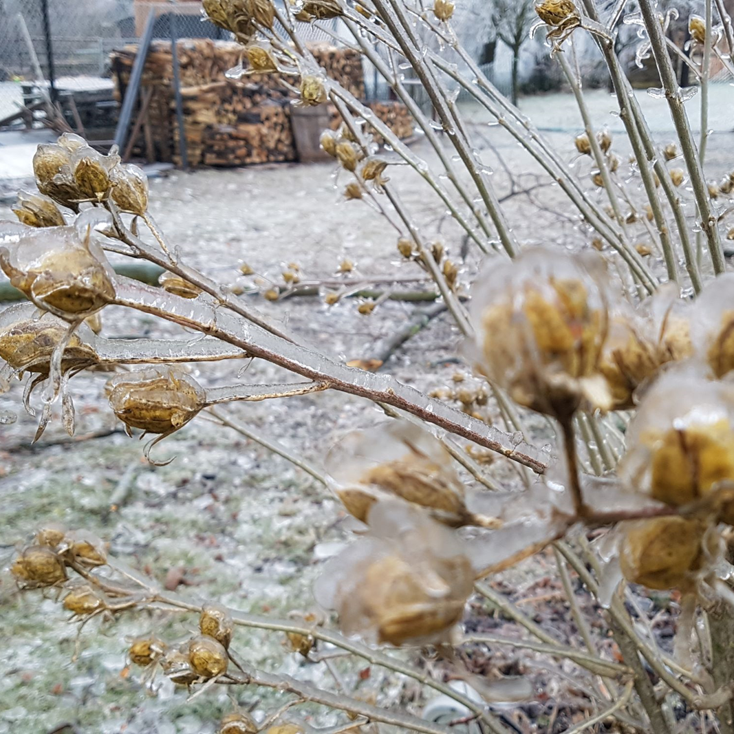 Braune Aeste von einer Eisschicht überzogen.